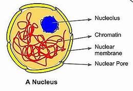 a nucleus