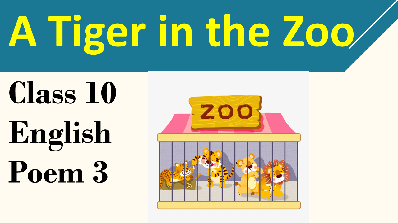 A Tiger in the Zoo Summary Class 10, Explanation, Question Answers