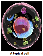 a typical cell
