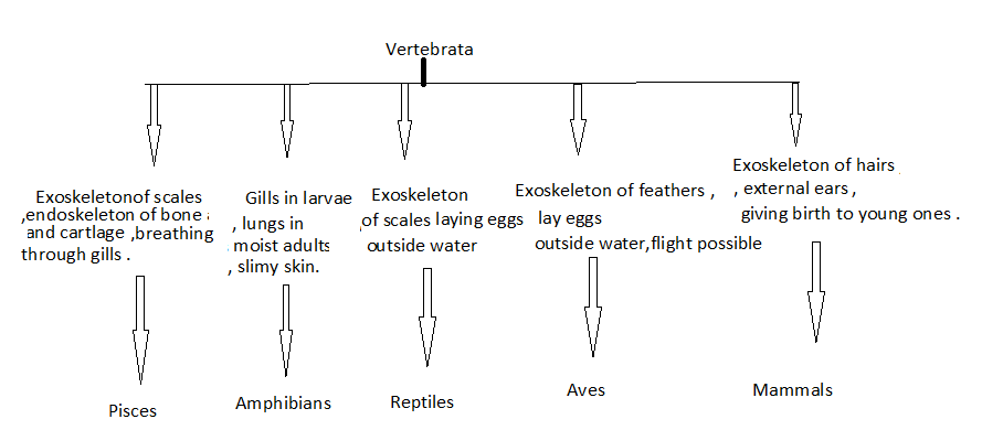 classification of vertebrates