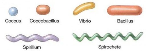 different shapes bacteria