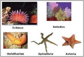 examples of echinus