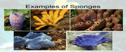 examples of sponges
