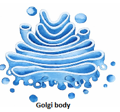 golgi bodies