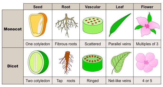 Diversity In Living Organisms Class 9 Notes Question And Answers