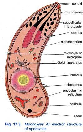 monocystis