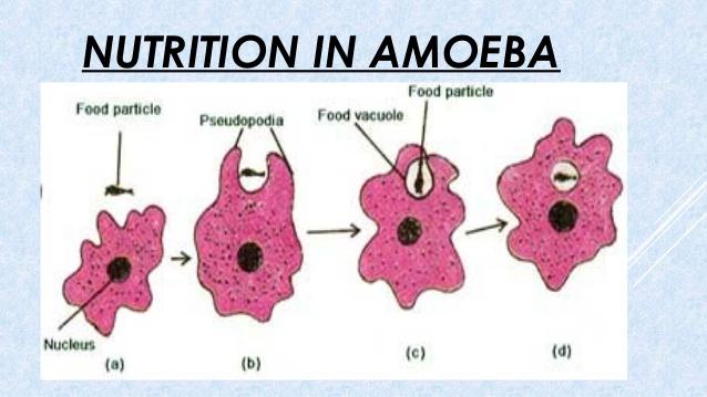 nutrition in amoeba