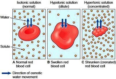 osmotic water
