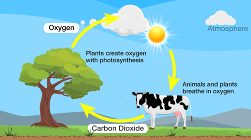oxygen cycle
