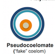 pseudocoelomate