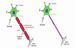 neuron is of two types