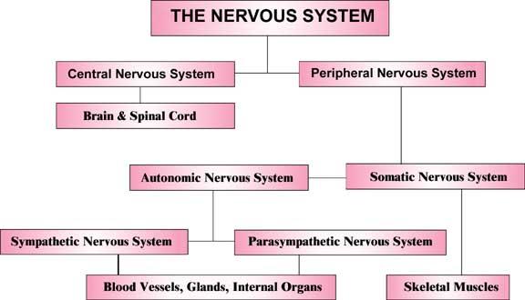 nervous system and its parts