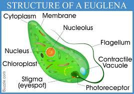 structure of a euglena
