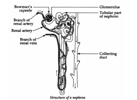 structure of a nephron