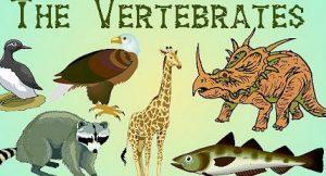 the vertebrates