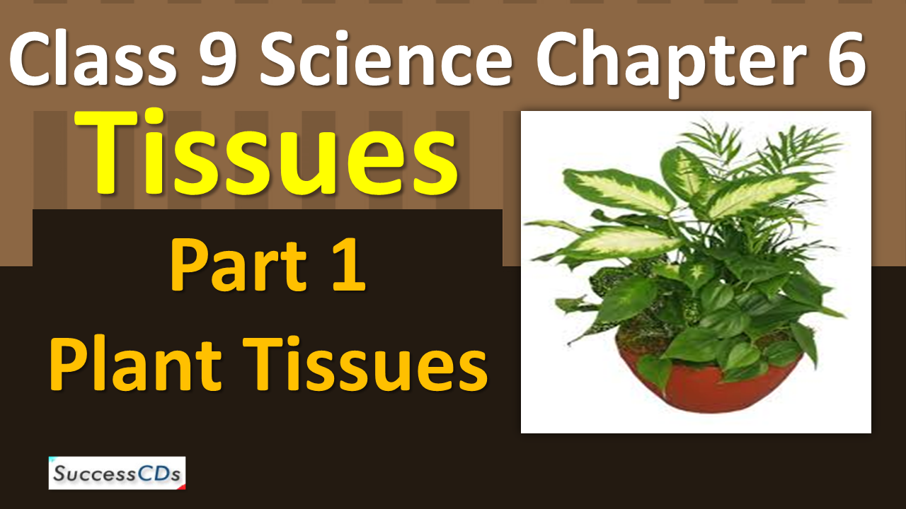 Tissues Class 9 Notes, Chapter 6 Explanation, Question and Answer