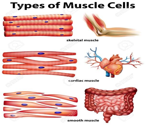 types of muscle cell
