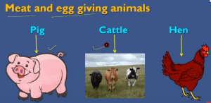 Meat and egg giving animals: 