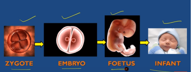 internal-fertilization