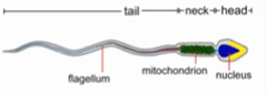 structure-of-sperm