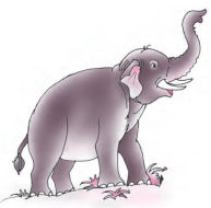 small elephant
