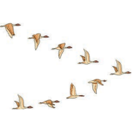 The Cherry Tree Summary Img5