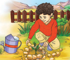 The Cherry Tree Summary Img7