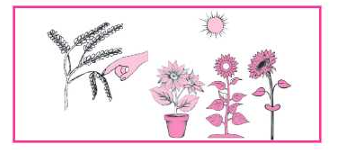 Plants also Breathe and Feel Summary img1